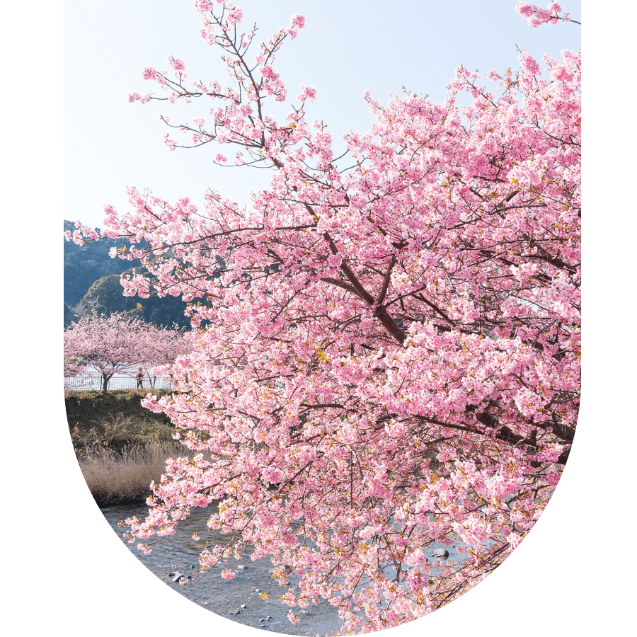 sakura bloom