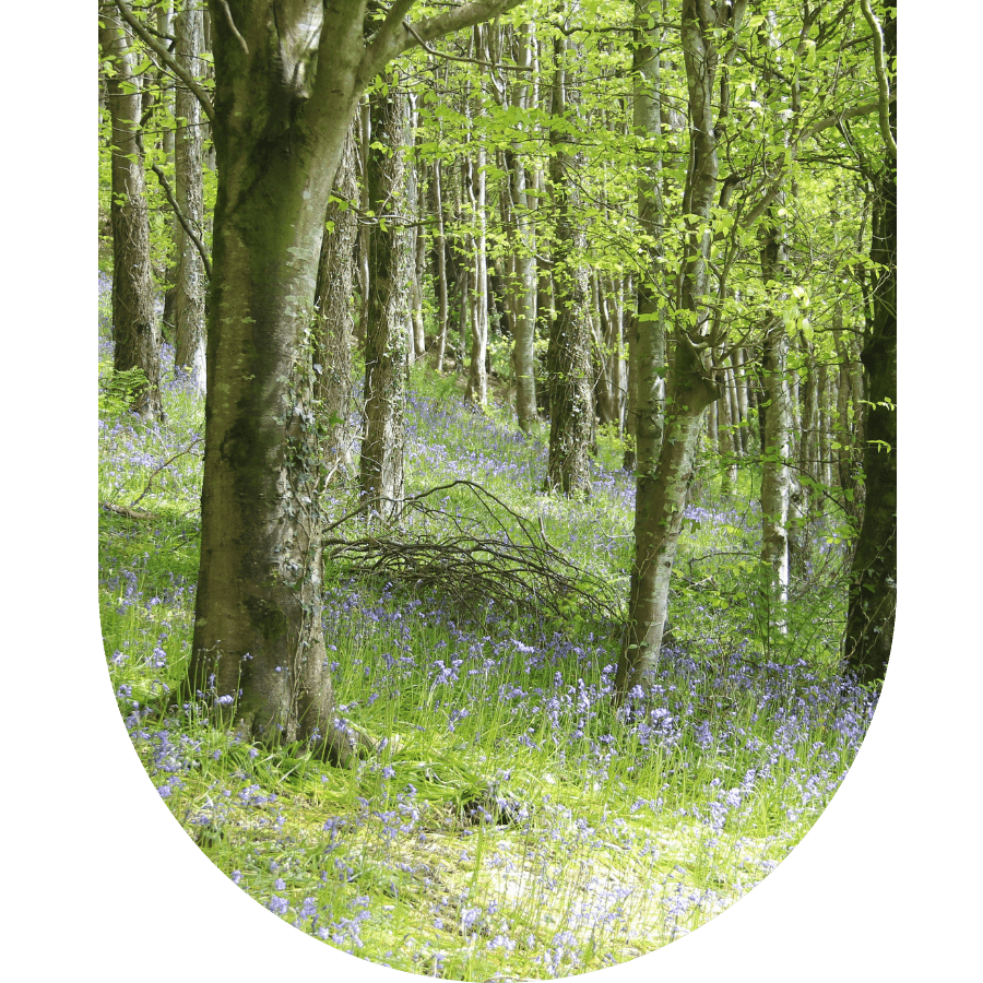 woodland