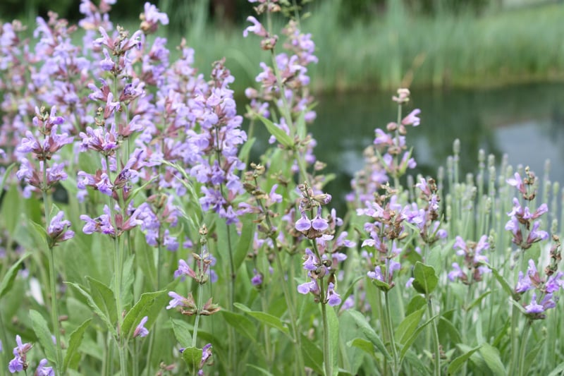Lợi ích của tinh dầu clary sage cho phụ nữ Lợi ích của tinh dầu clary sage cho phụ nữ