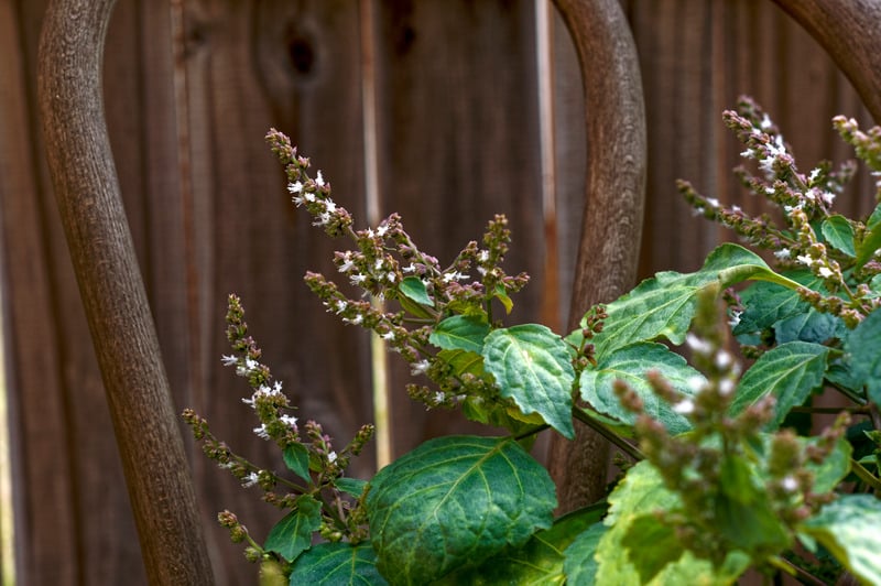 Tinh dầu clary sage và vai trò trong việc giảm đau kinh nguyệt Tinh dầu clary sage và vai trò trong việc giảm đau kinh nguyệt