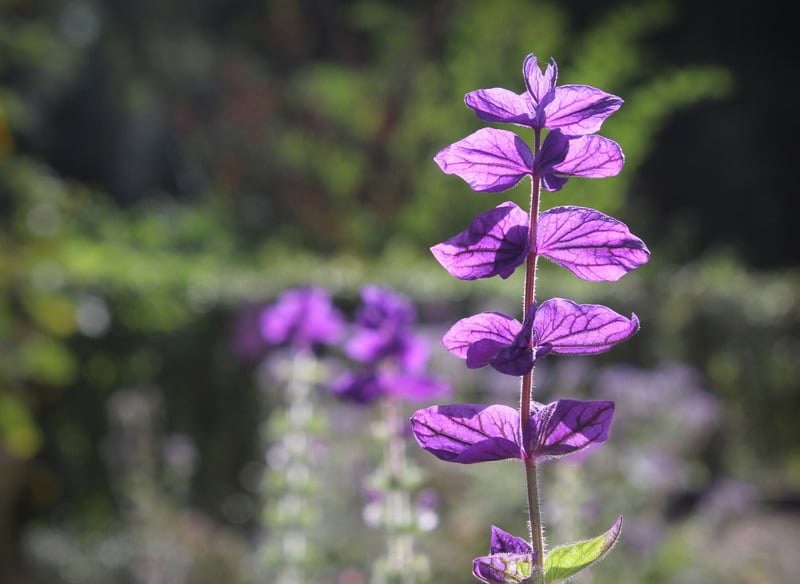Tinh dau clary sage ho tro suc khoe phu nu tot nhat