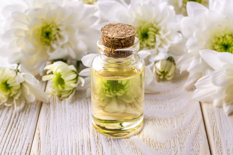 Cách bảo quản và sử dụng tinh dầu hoa cúc hiệu quả Cách bảo quản và sử dụng tinh dầu hoa cúc hiệu quả