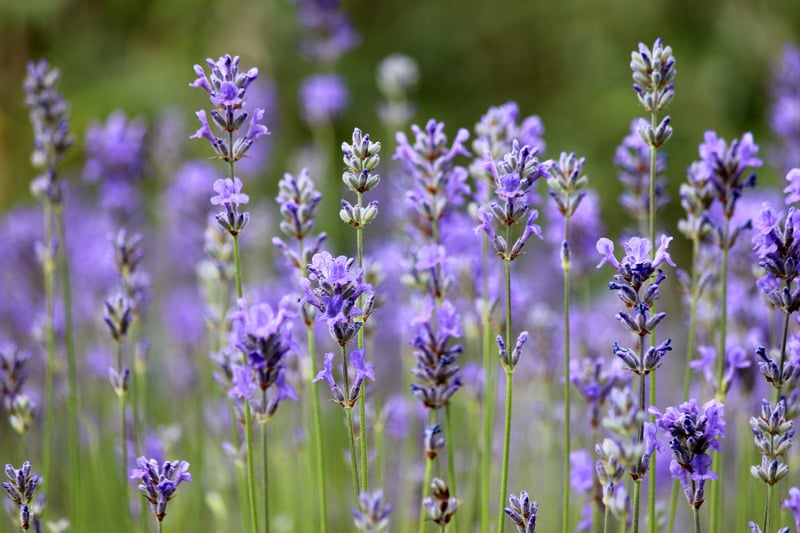 Hướng dẫn chi tiết từng bước làm tinh dầu Hướng dẫn chi tiết từng bước làm tinh dầu