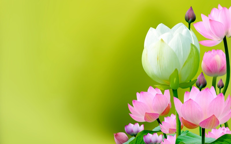 Các phương pháp làm tinh dầu hoa sen