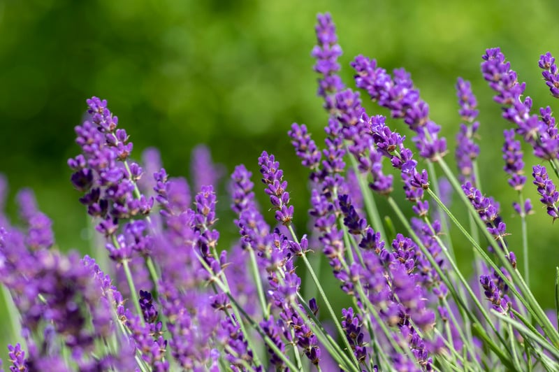 Các ứng dụng phổ biến của tinh dầu hoa oải hương Các ứng dụng phổ biến của tinh dầu hoa oải hương