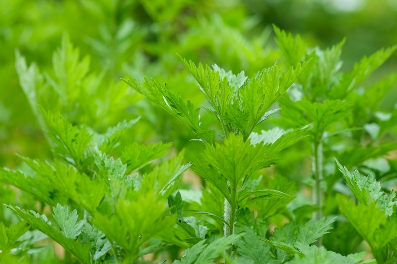 Các phương pháp làm tinh dầu ngải cứu phổ biến Các phương pháp làm tinh dầu ngải cứu phổ biến