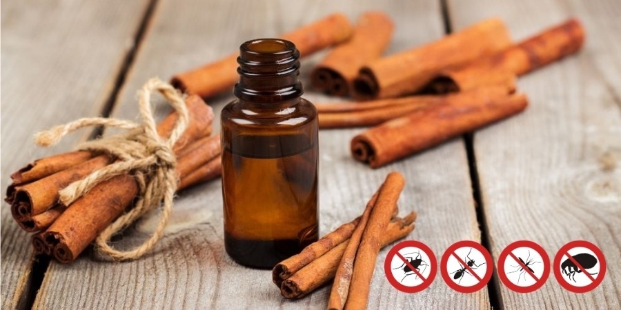 Cách làm tinh dầu sả quế xua đuổi côn trùng
