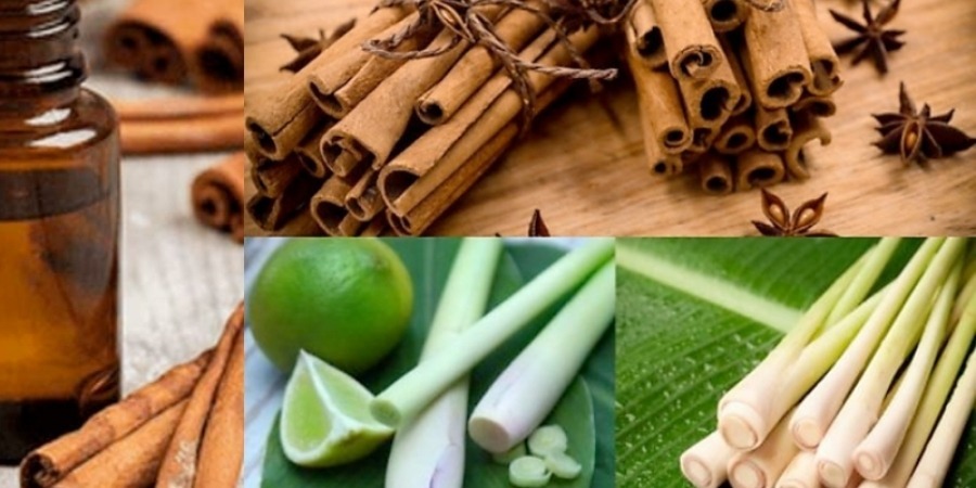 Cách làm tinh dầu sả quế siêu đơn giản tại nhà