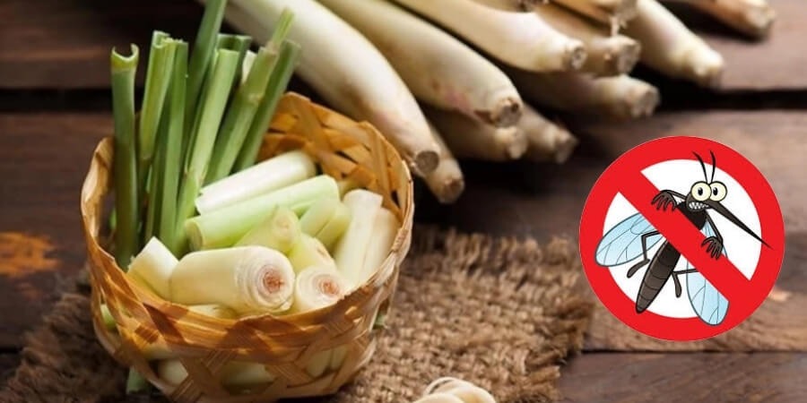 Cách làm tinh dầu sả chống muỗi hiệu quả