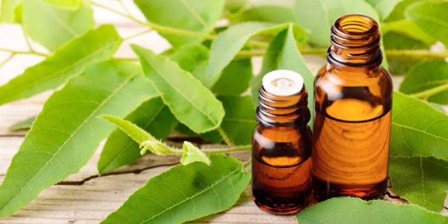 Cách làm tinh dầu bạch đàn dễ làm tại nhà và hiệu quả cao