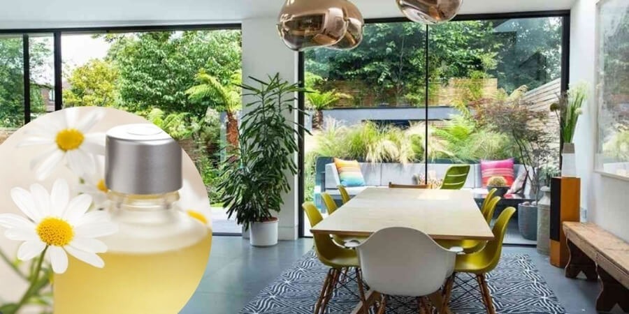 Cách làm tinh dầu hoa cúc làm thơm không gian sống