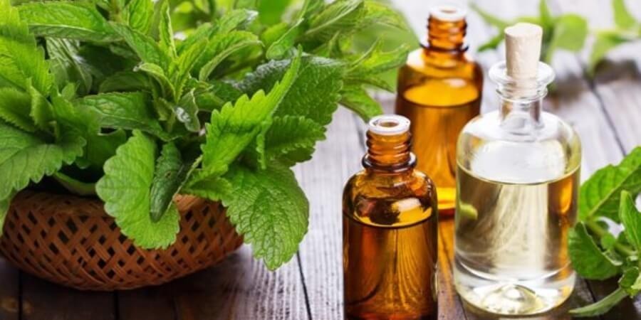 Cách làm tinh dầu bạc hà tại nhà dễ thực hiện